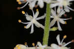 Coastal false asphodel